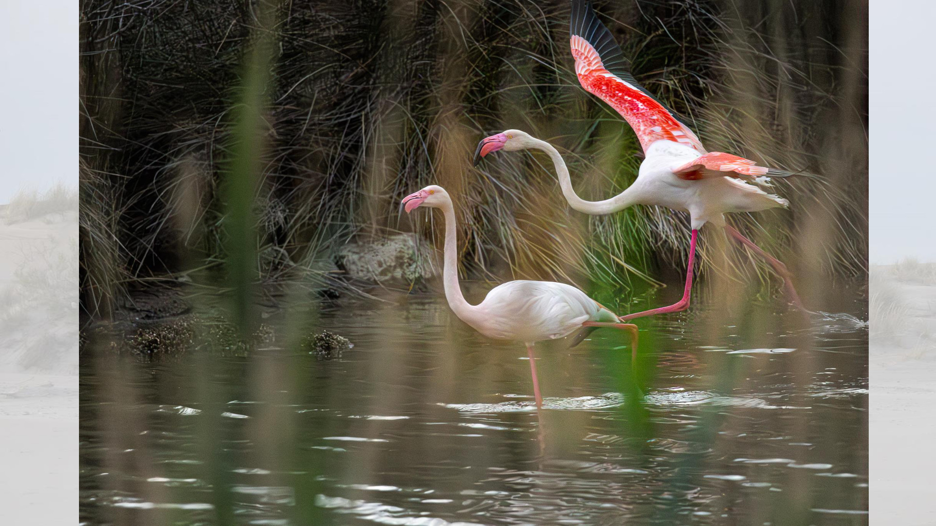 Camargue