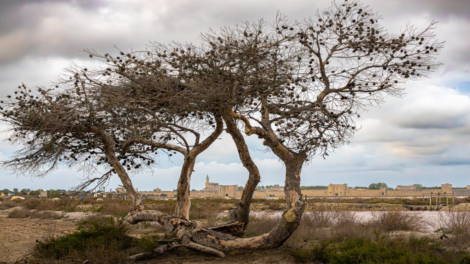 Camargue