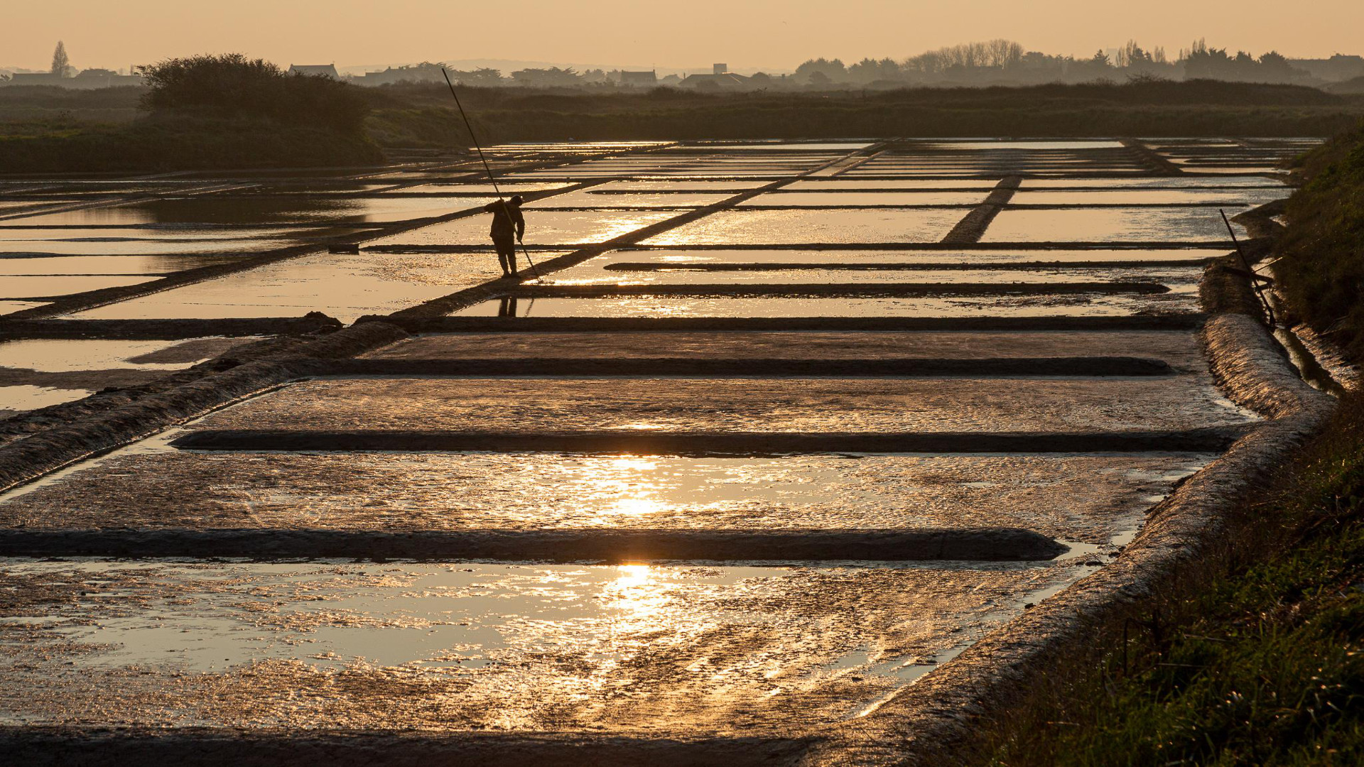 Camargue