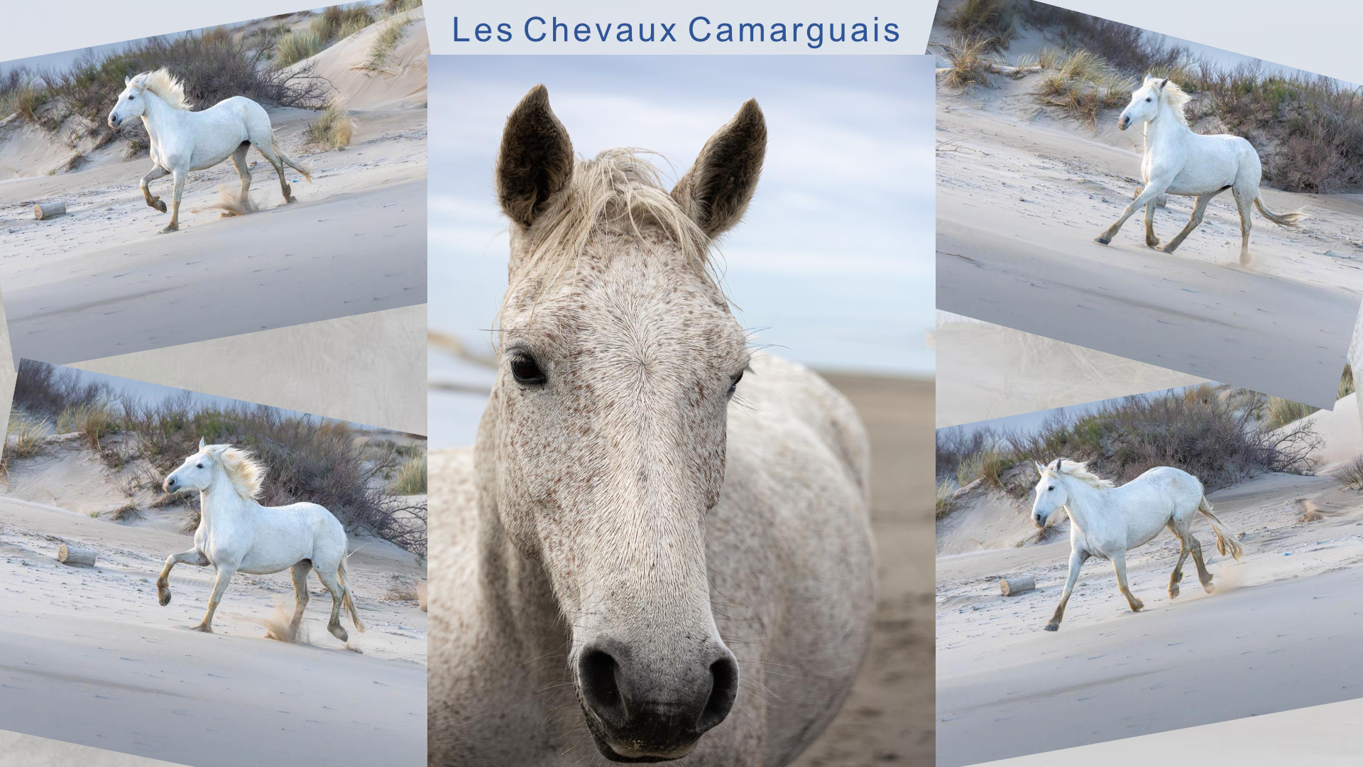 Camargue