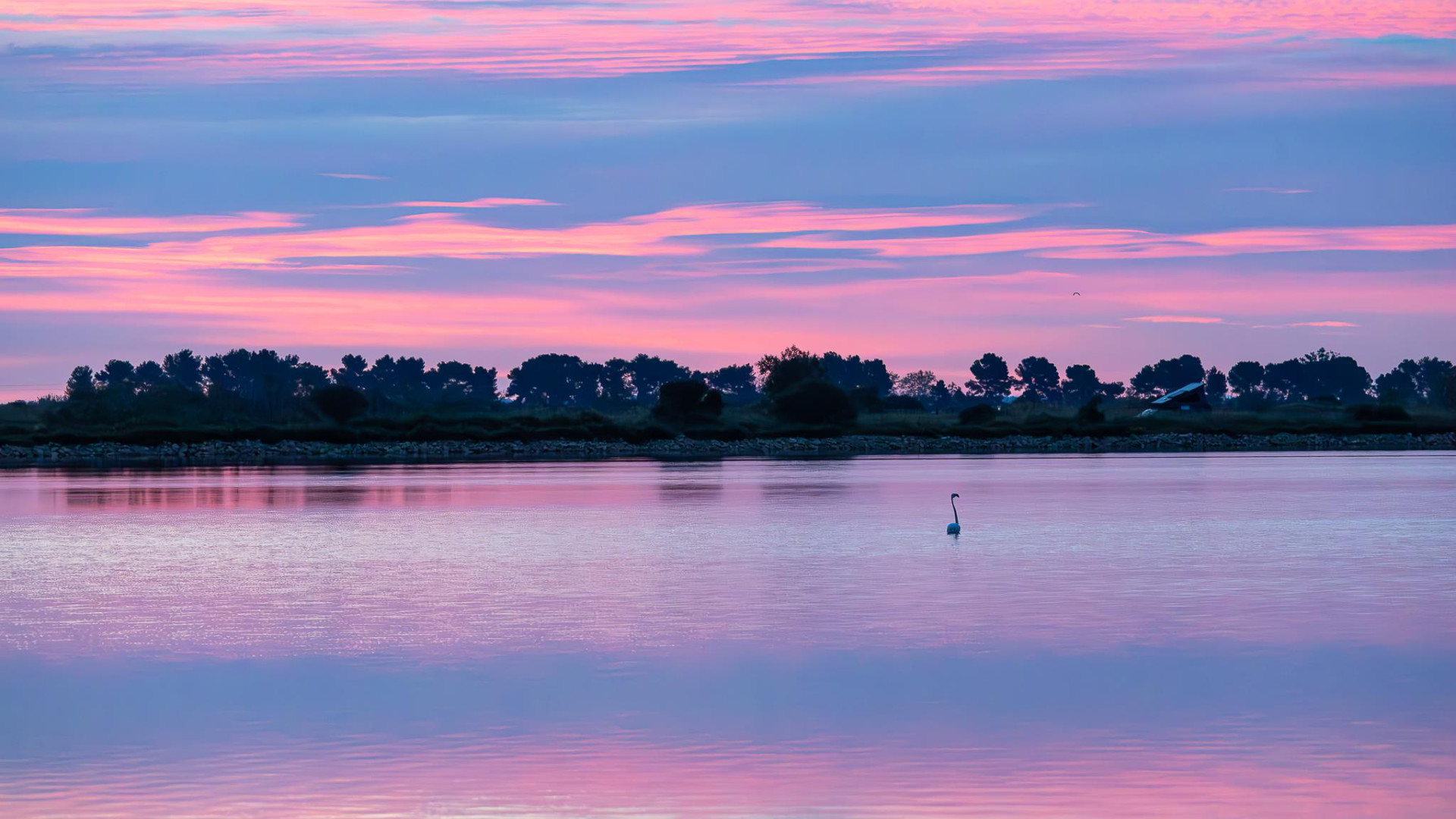 Camargue