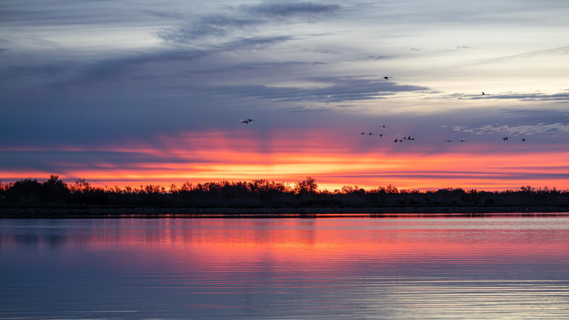 Camargue