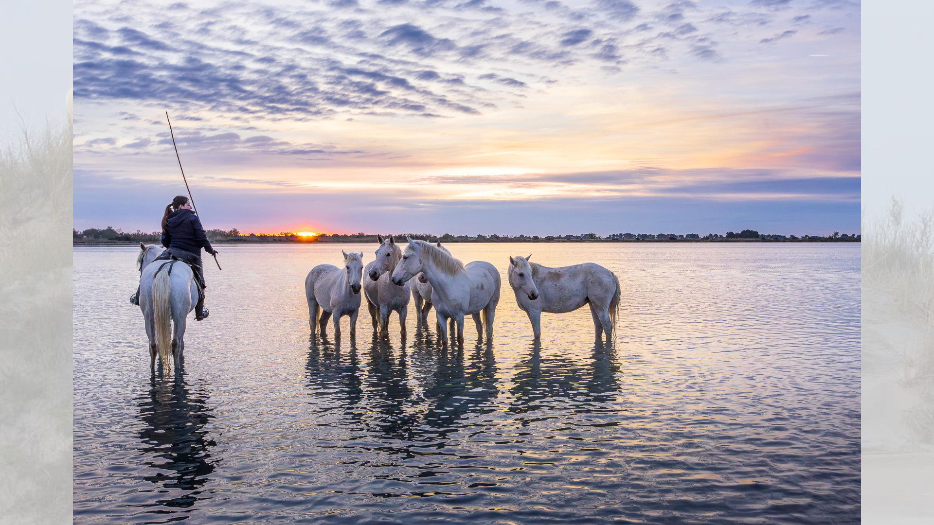 Camargue