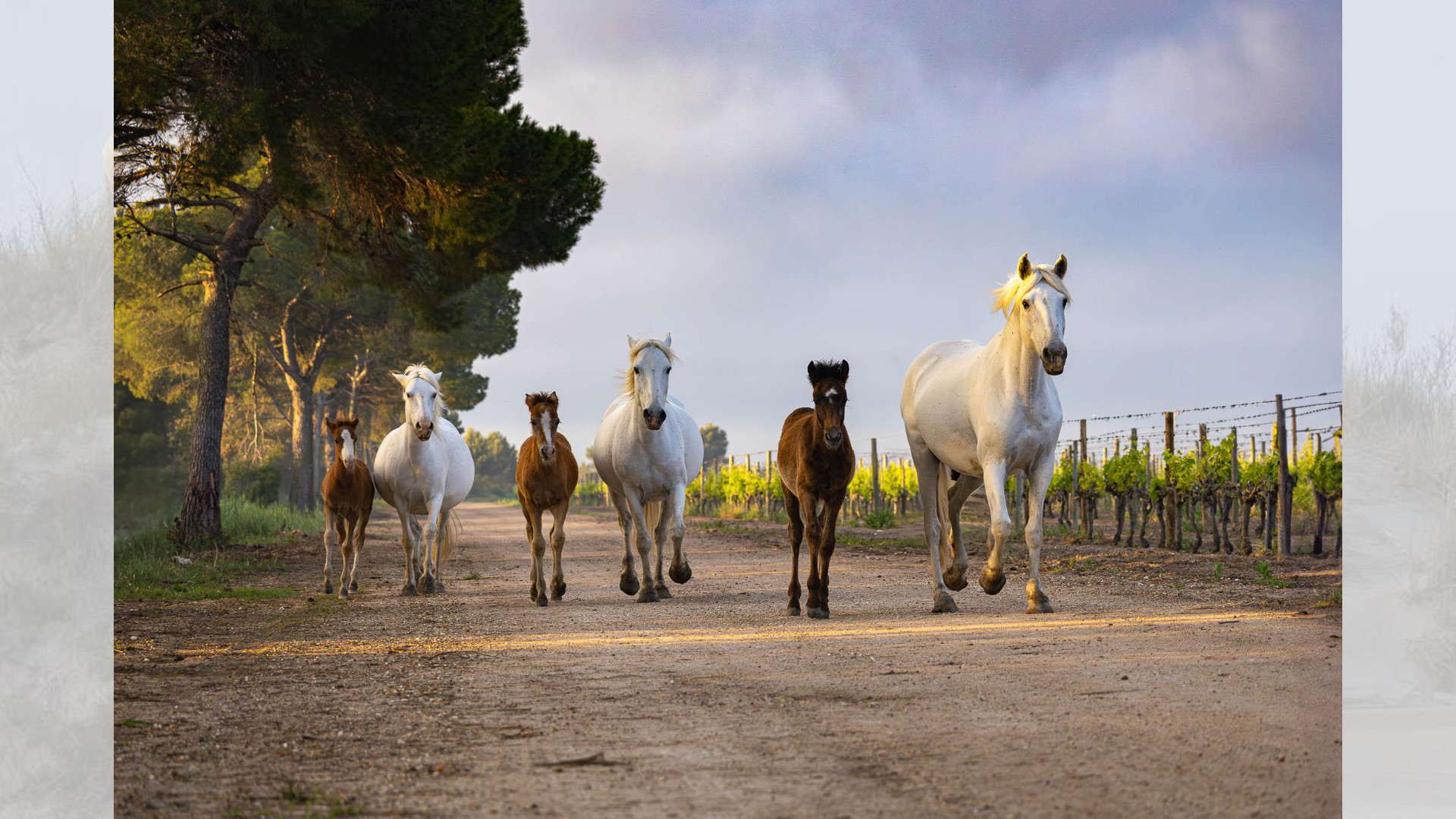 Camargue