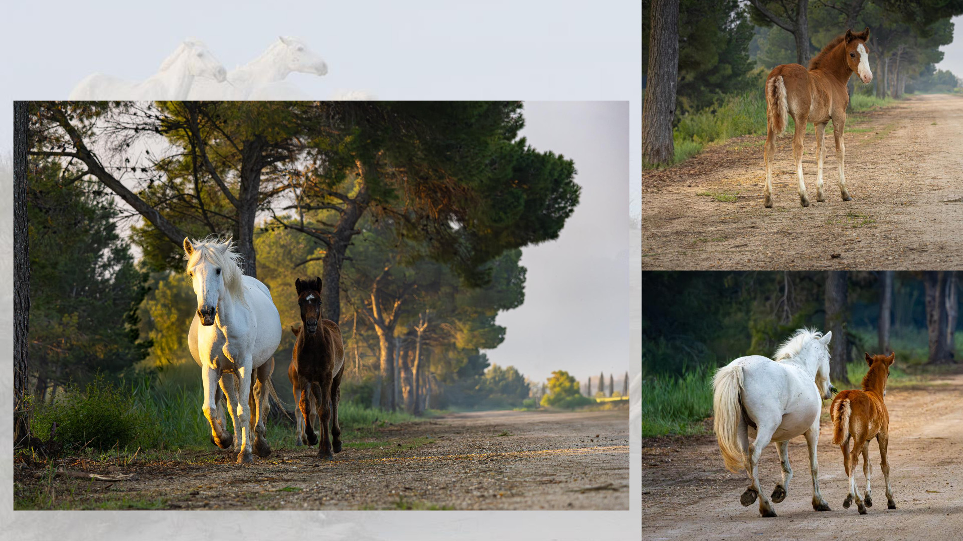 Camargue