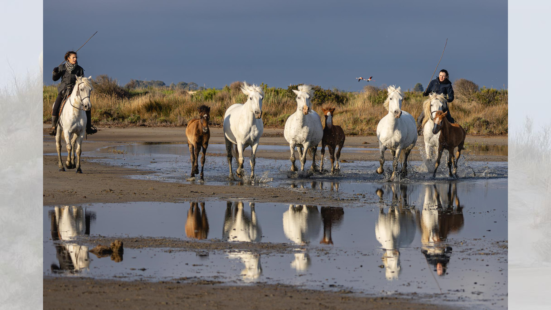 Camargue