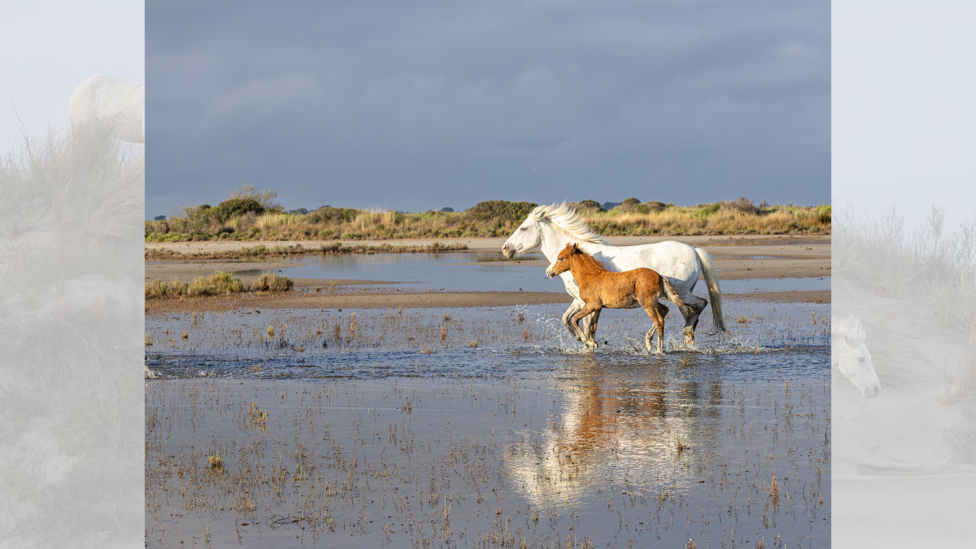 Camargue