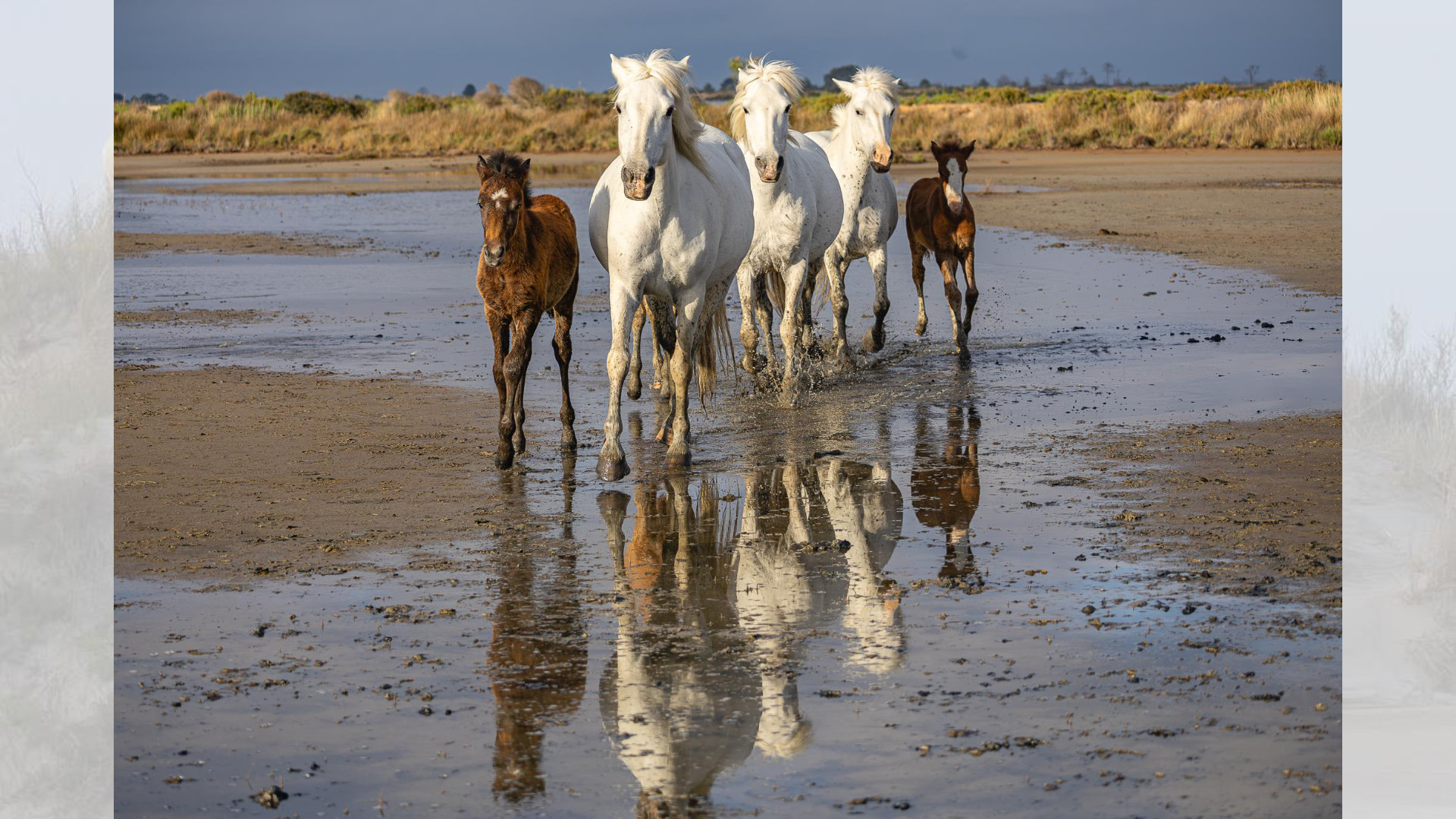 Camargue