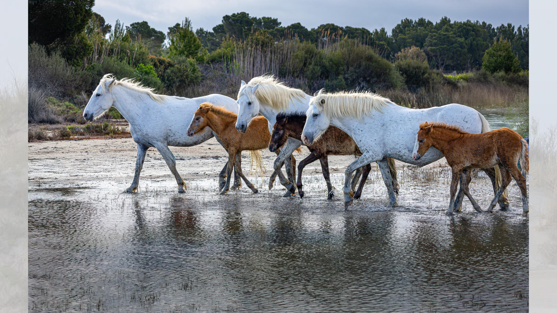 Camargue