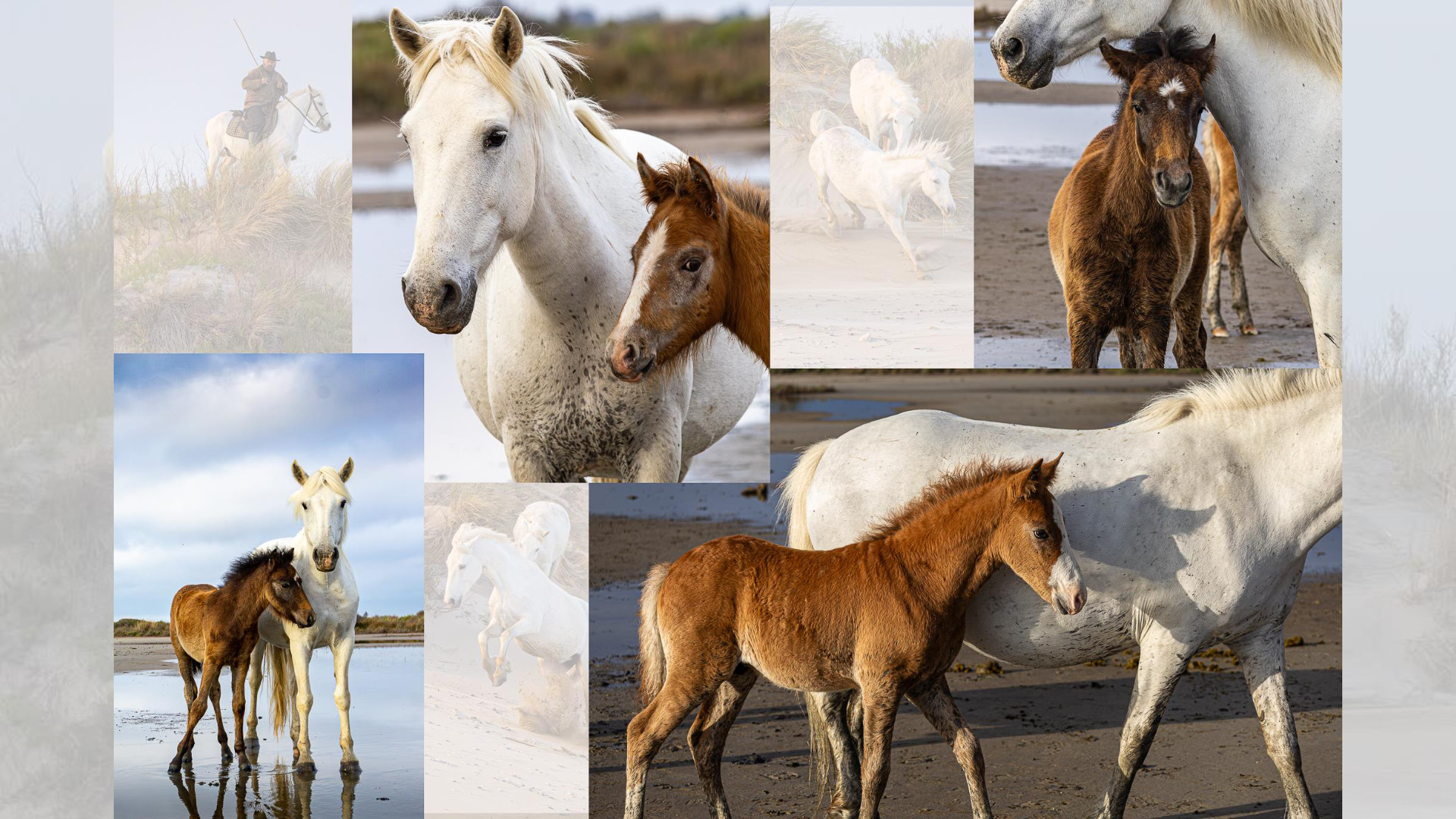 Camargue