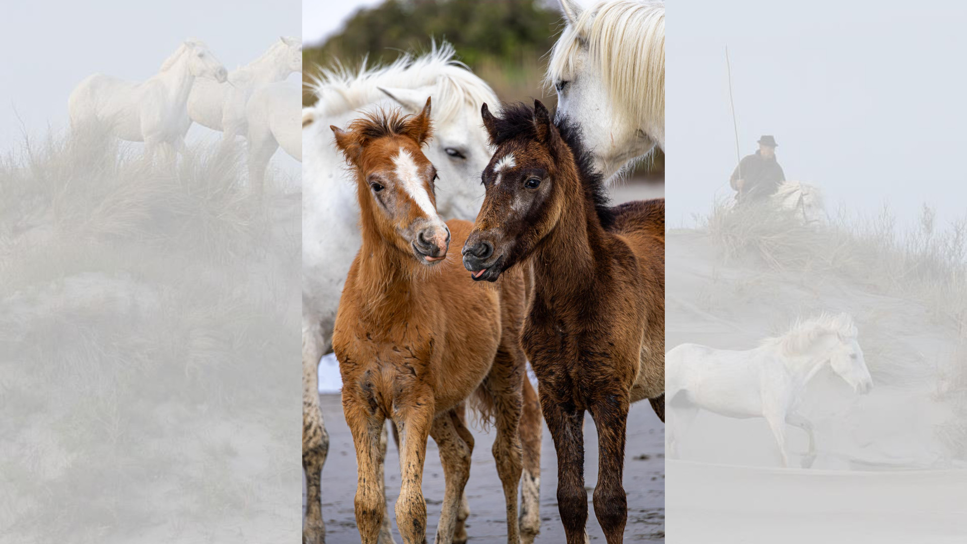 Camargue