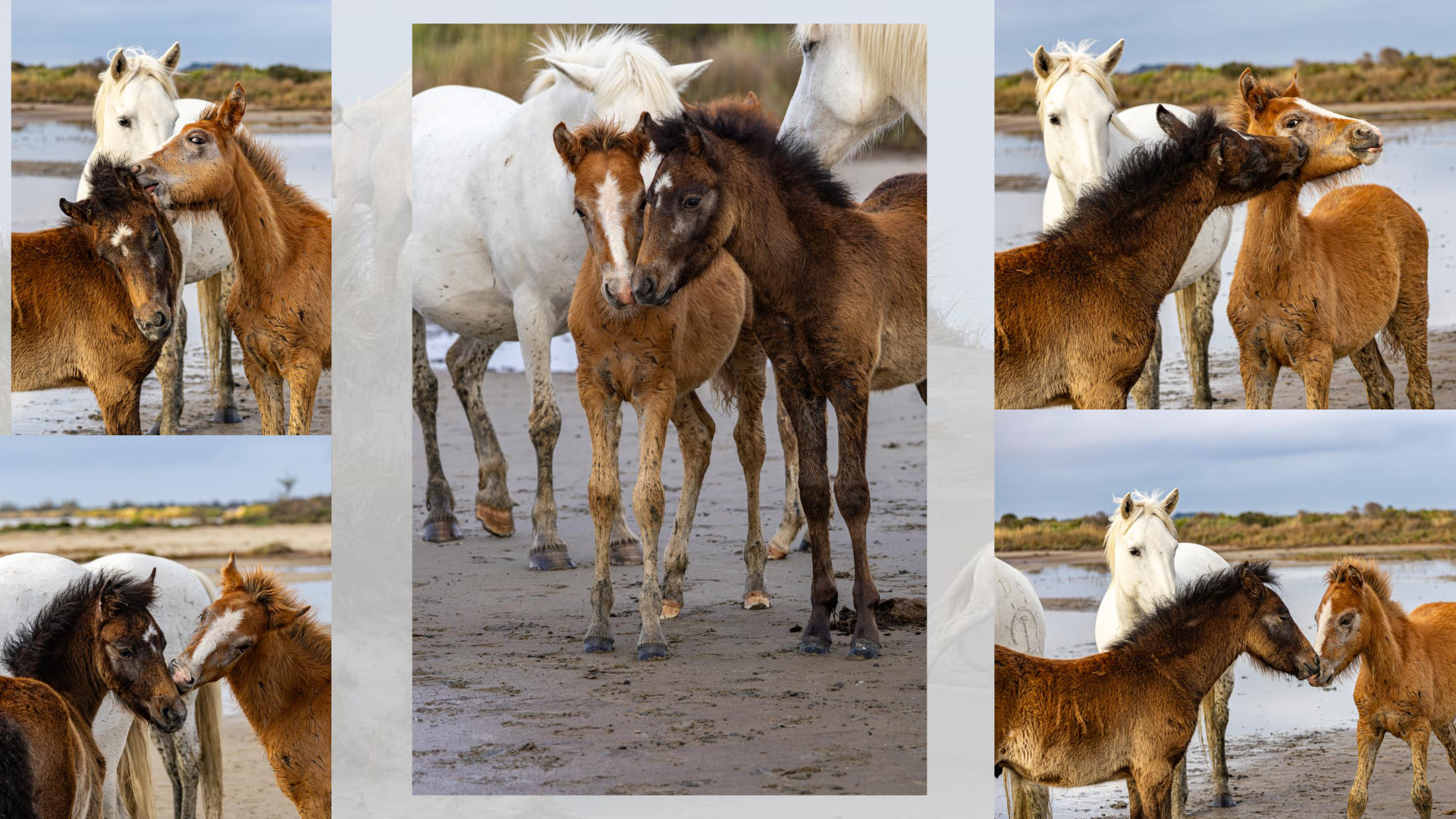 Camargue