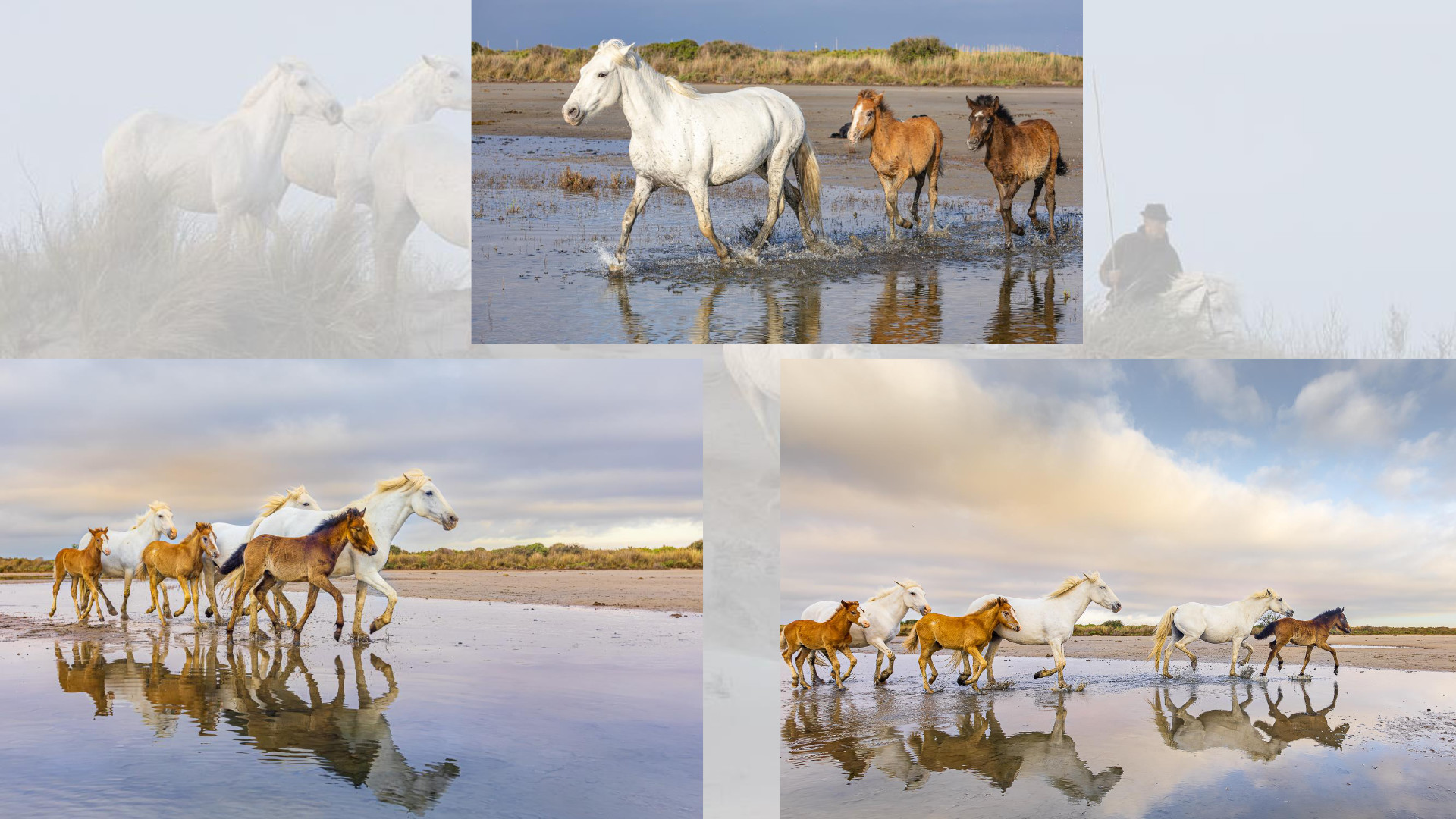 Camargue