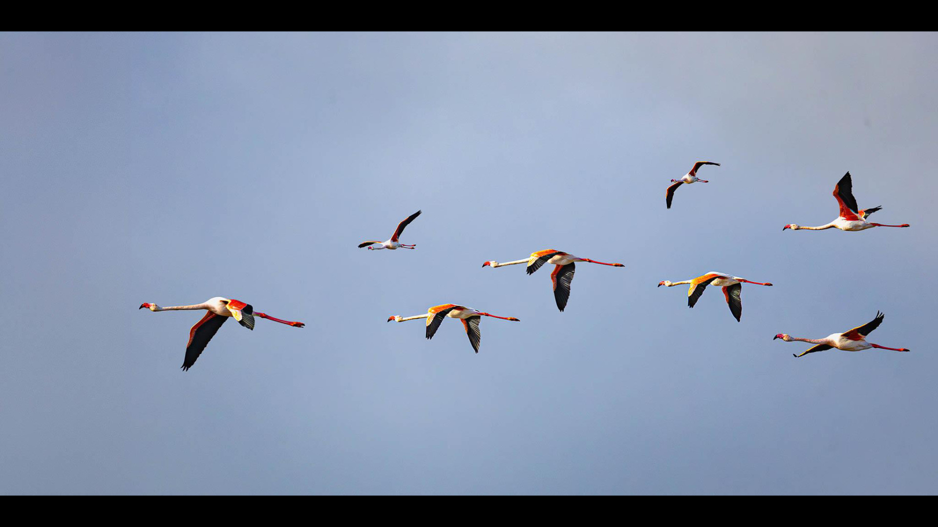 Camargue