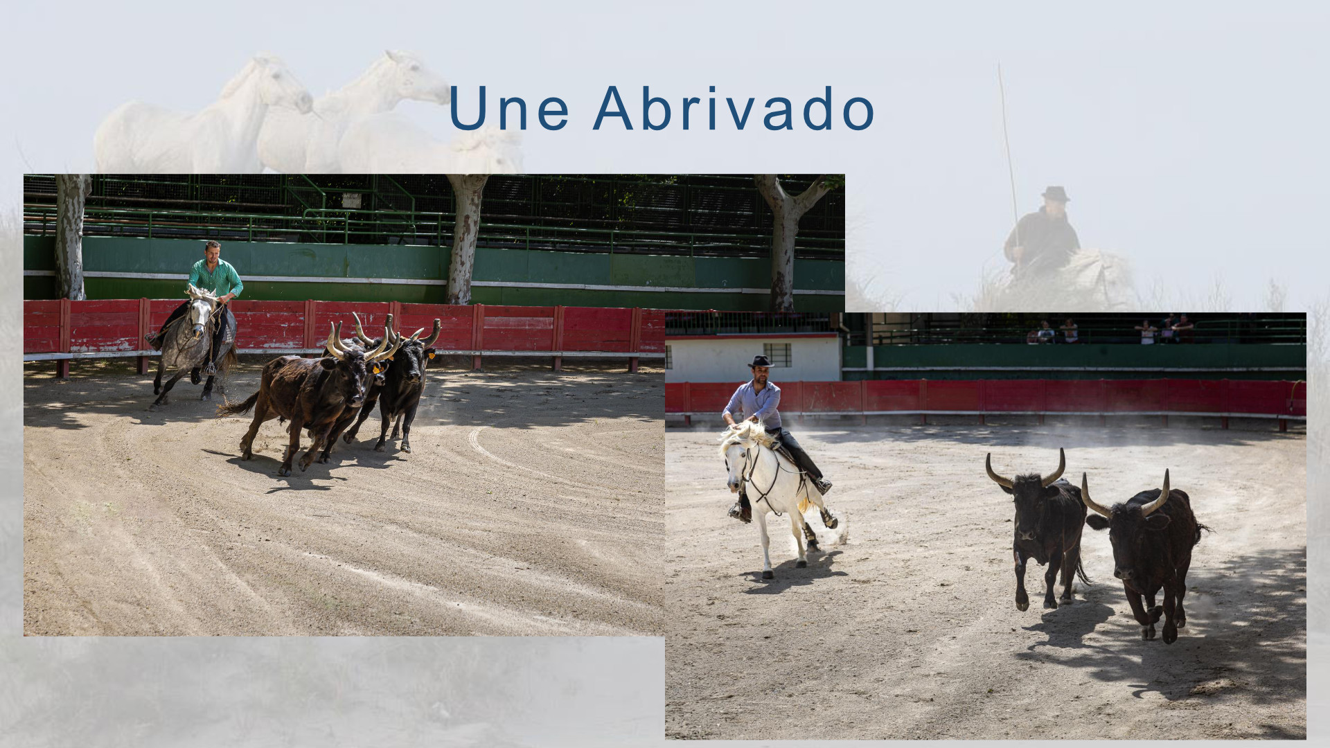 Camargue