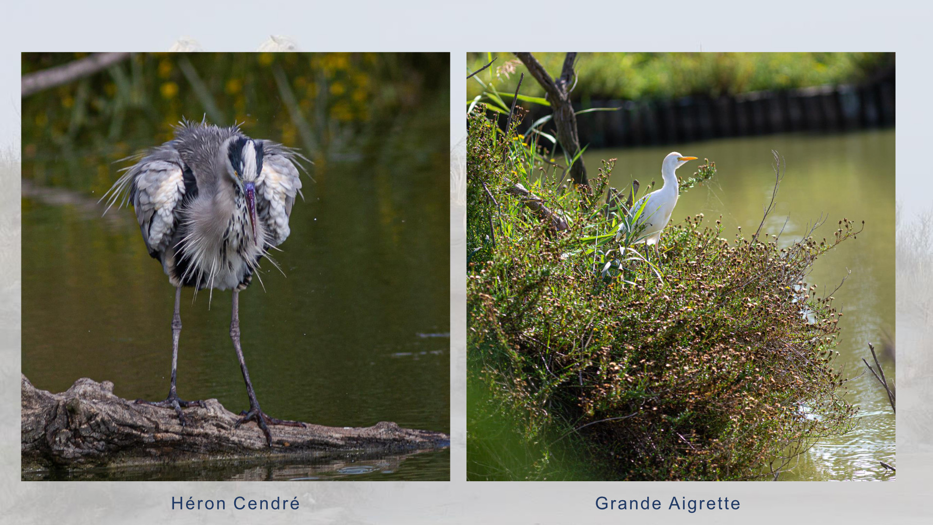 Camargue