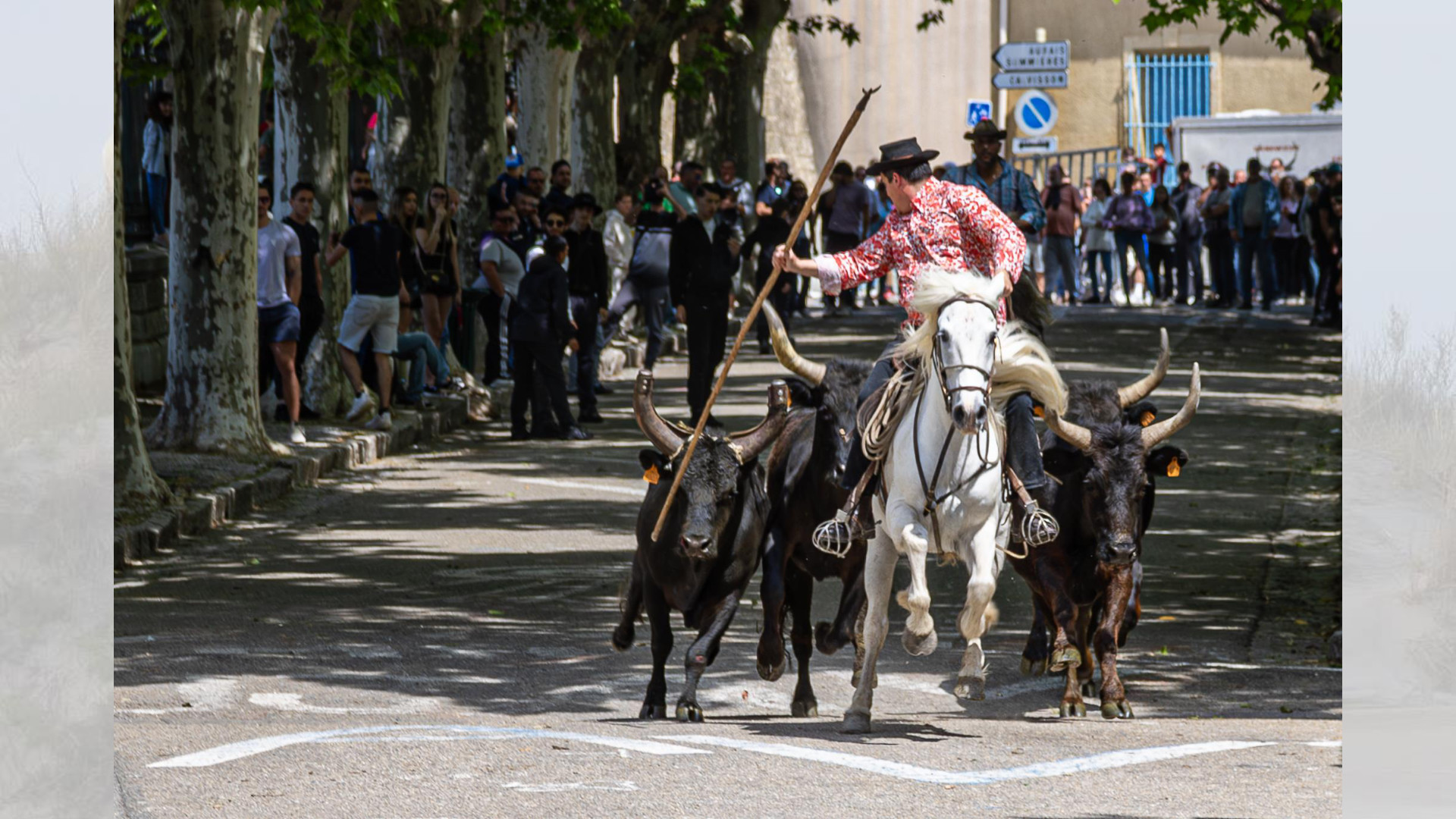 Camargue