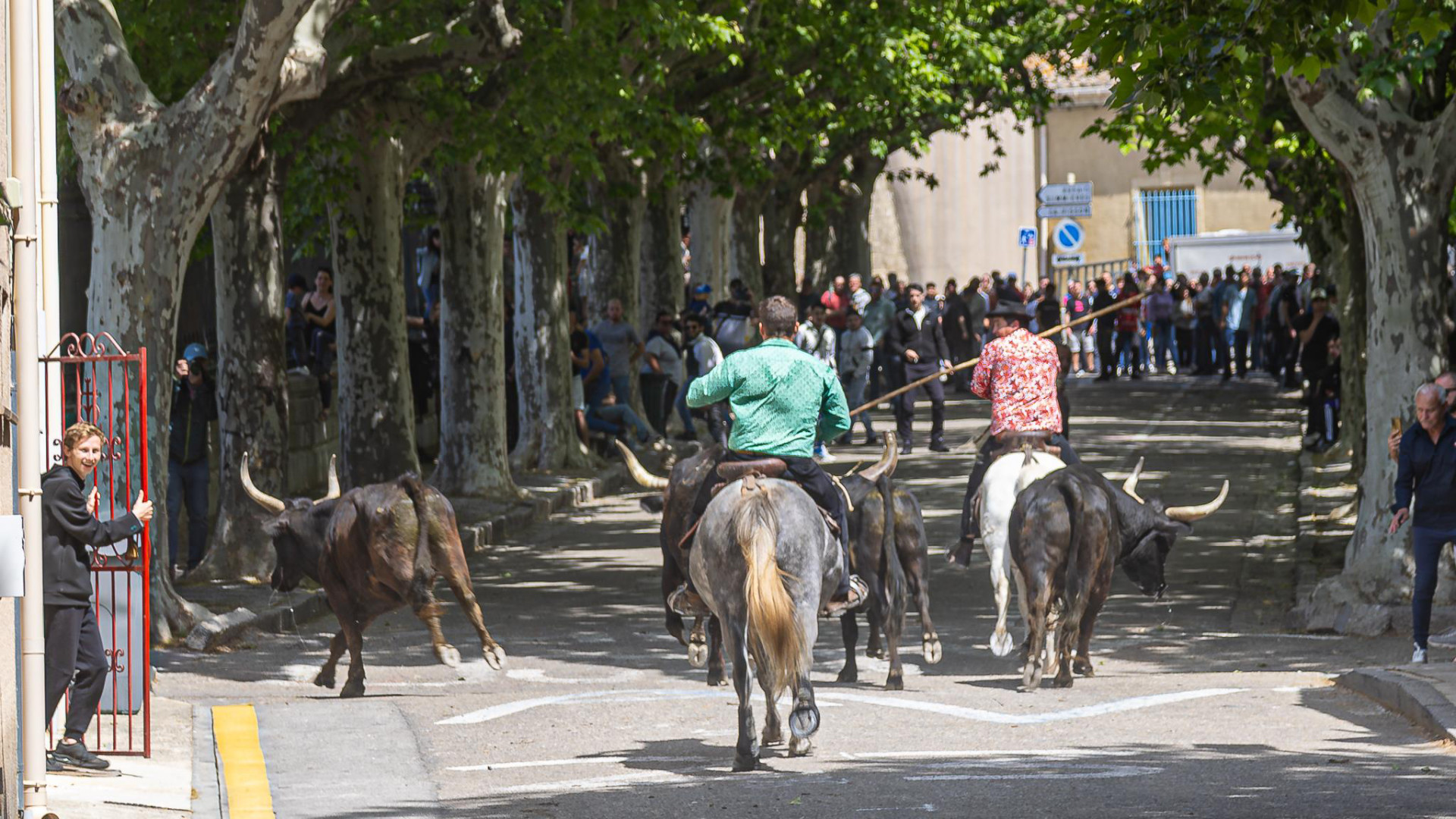 Camargue