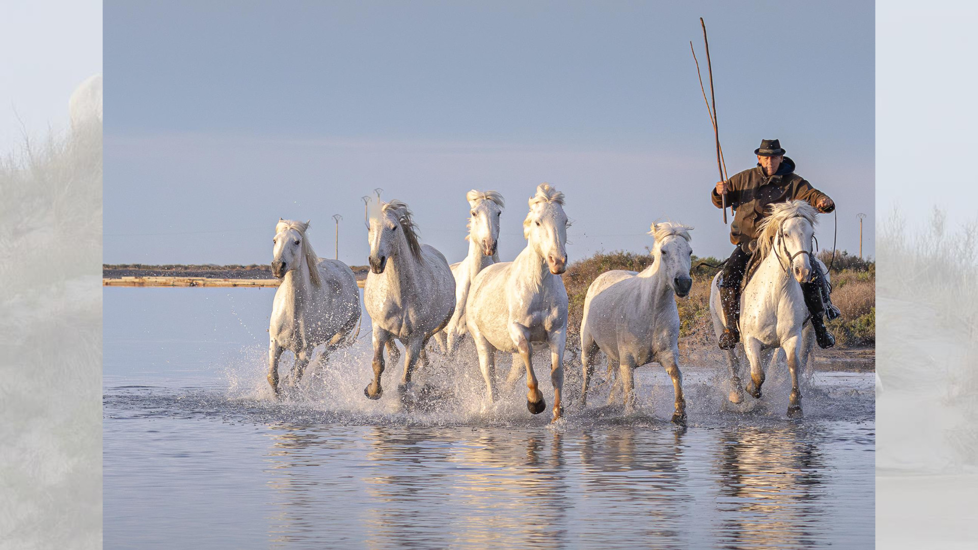 Camargue