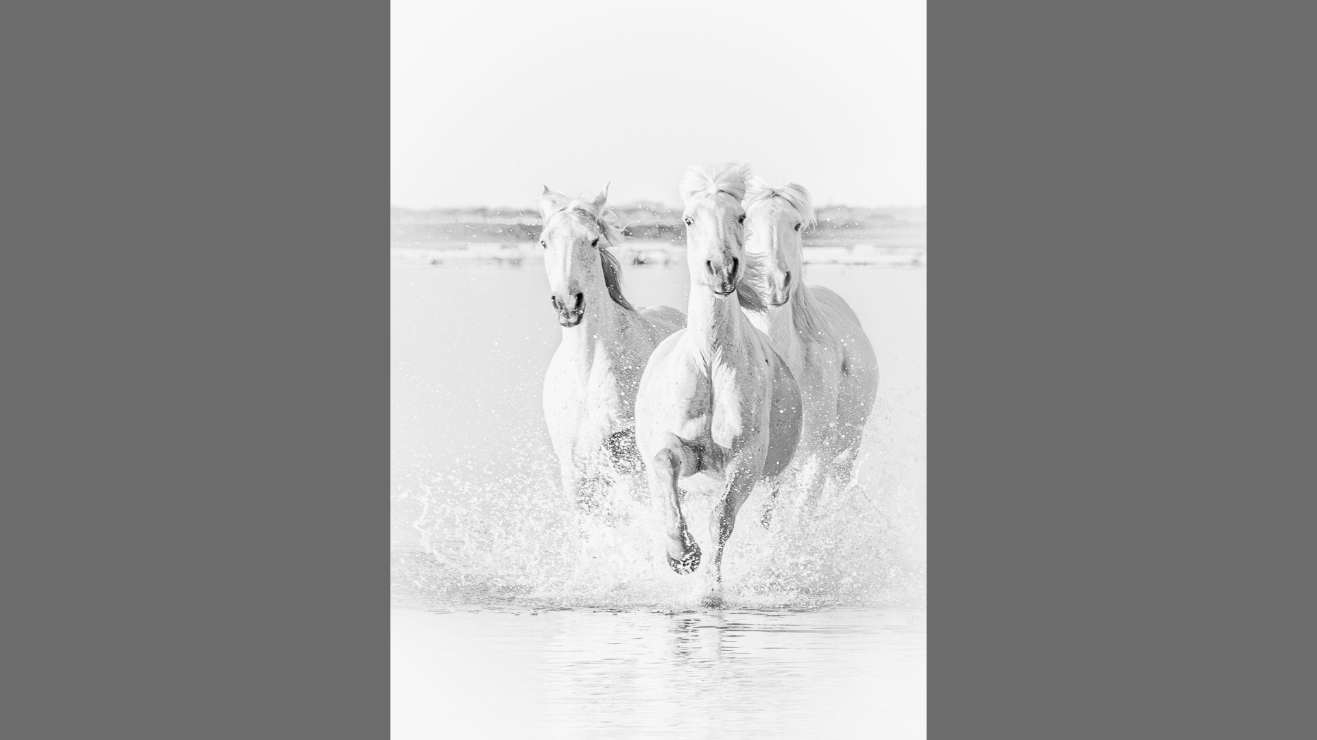 Camargue