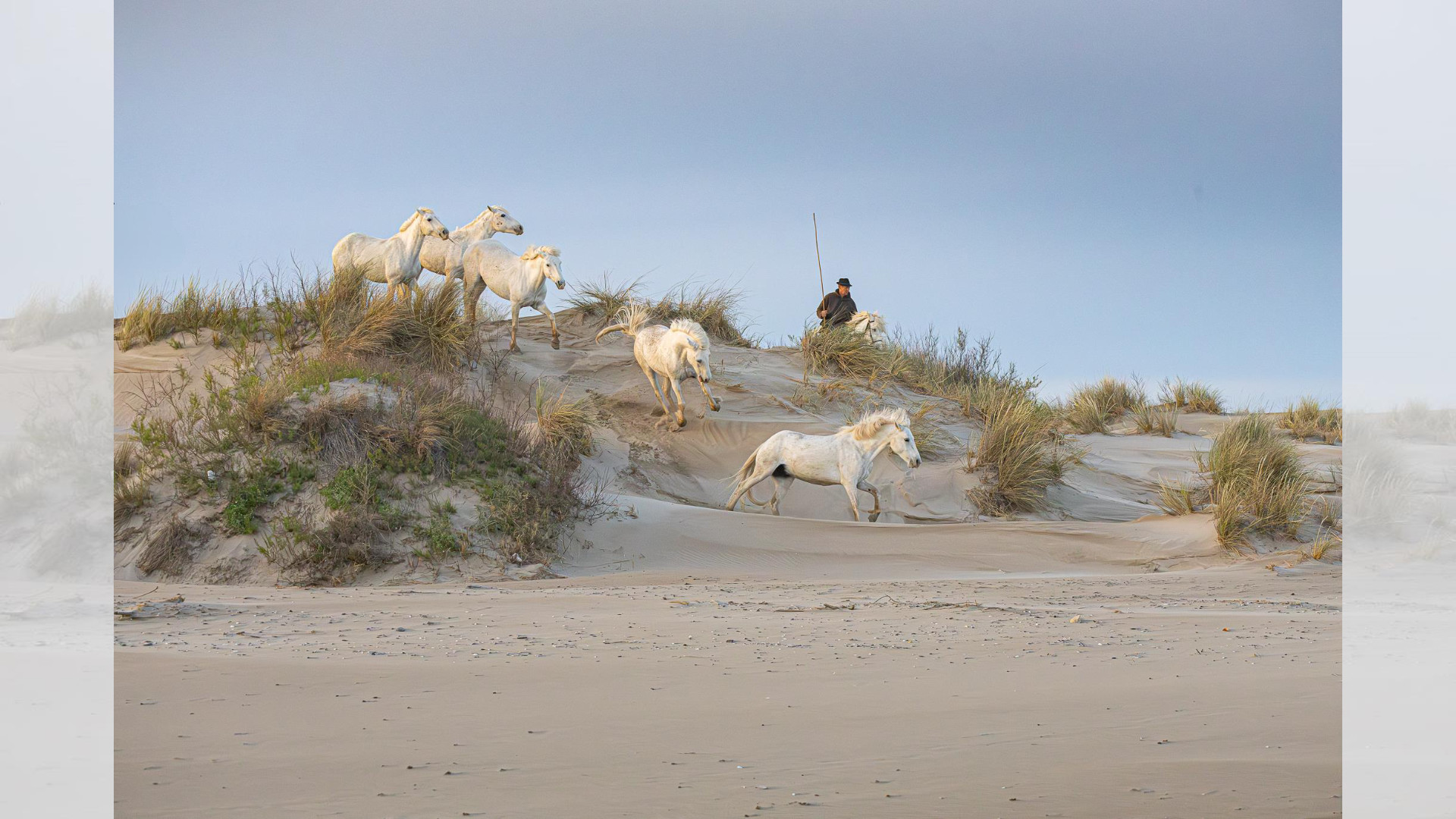 Camargue