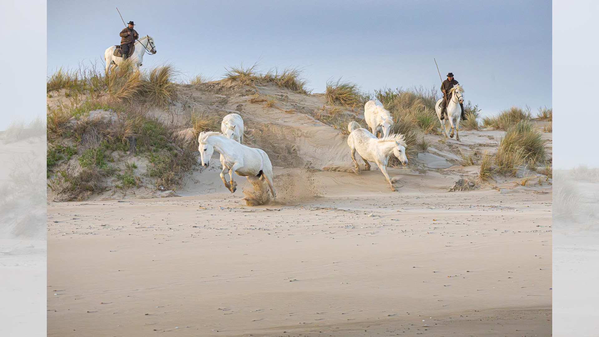 Camargue