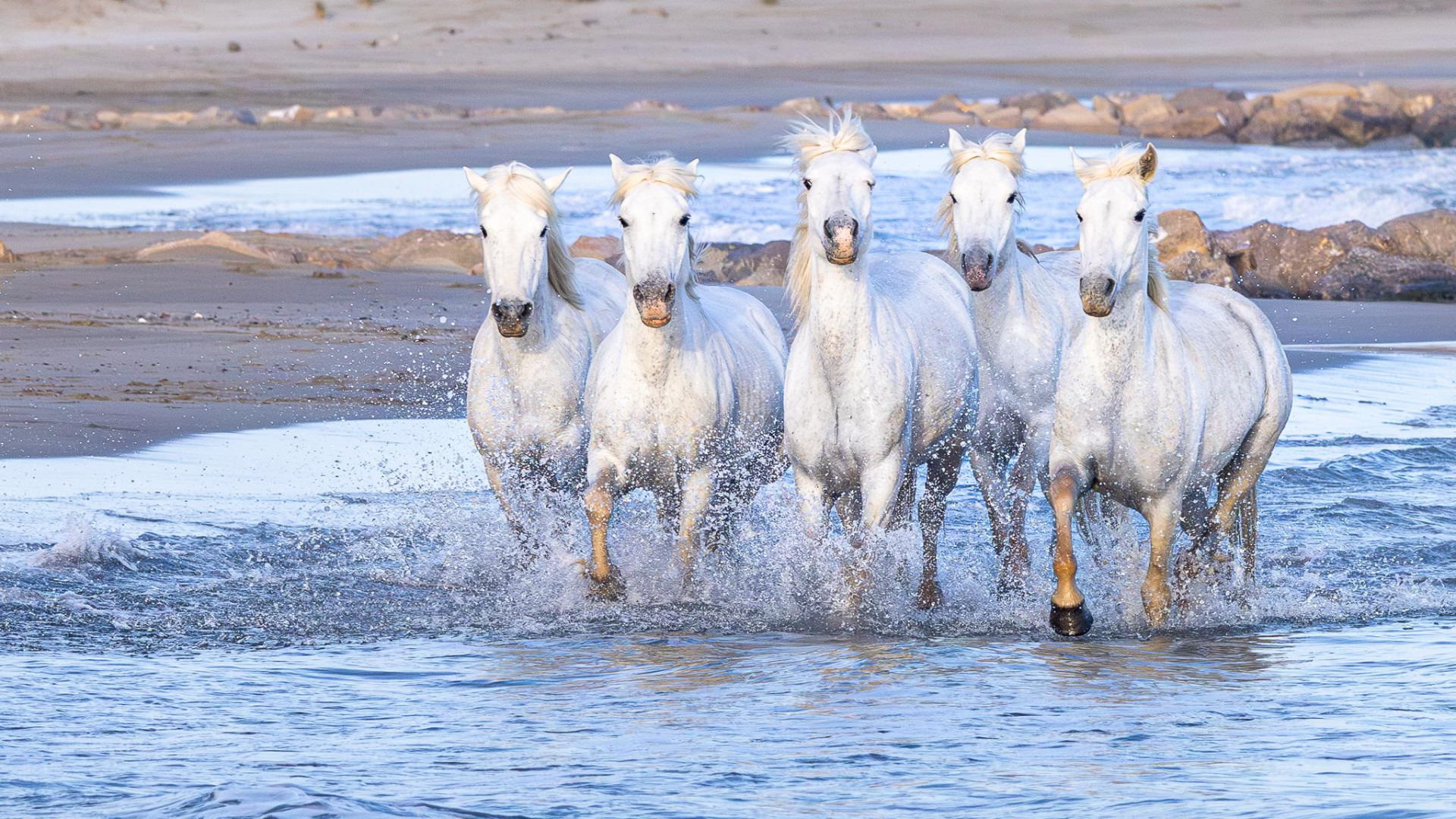 Camargue