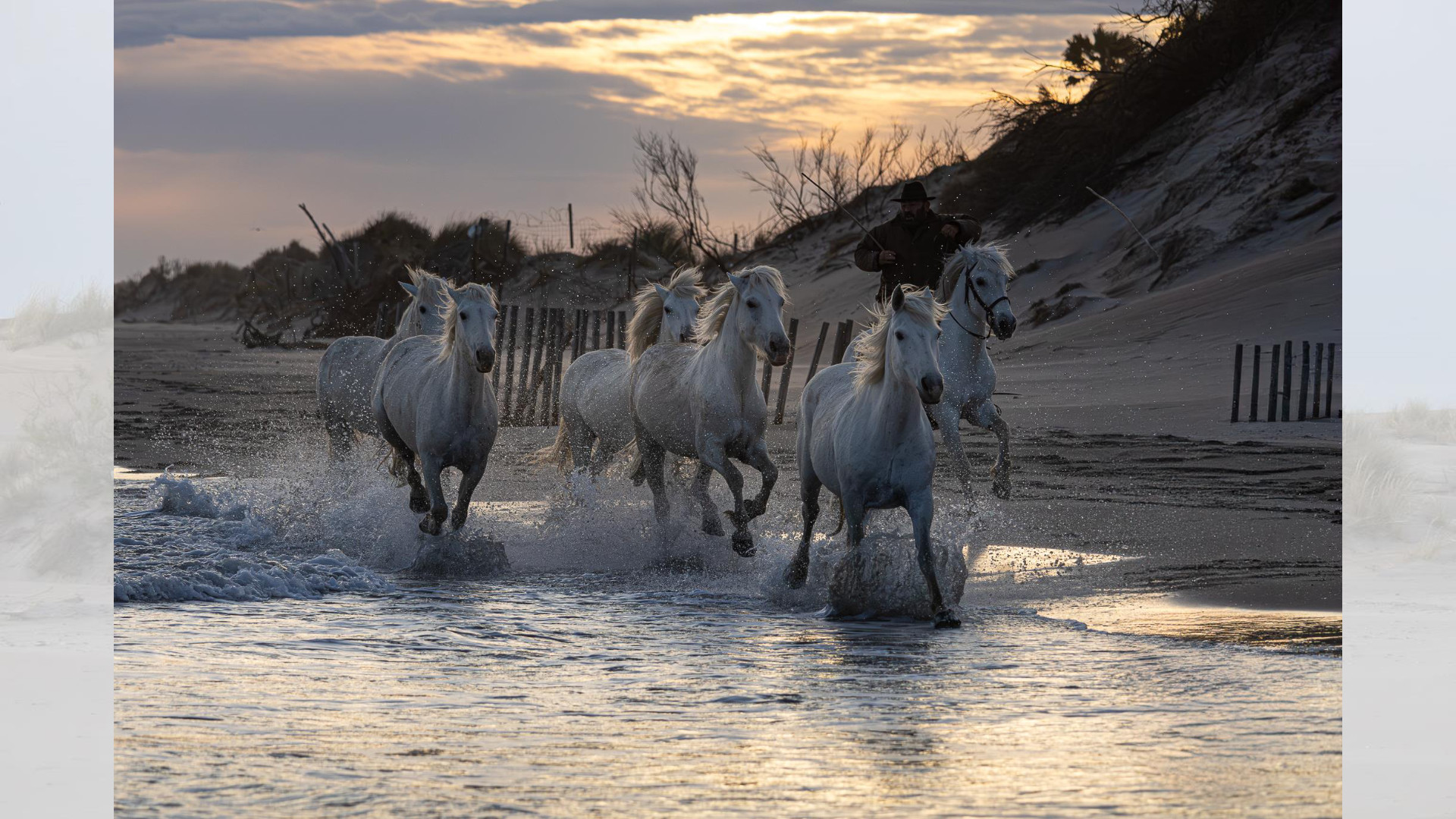 Camargue