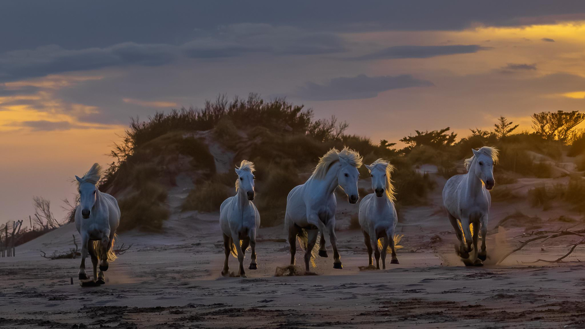 Camargue