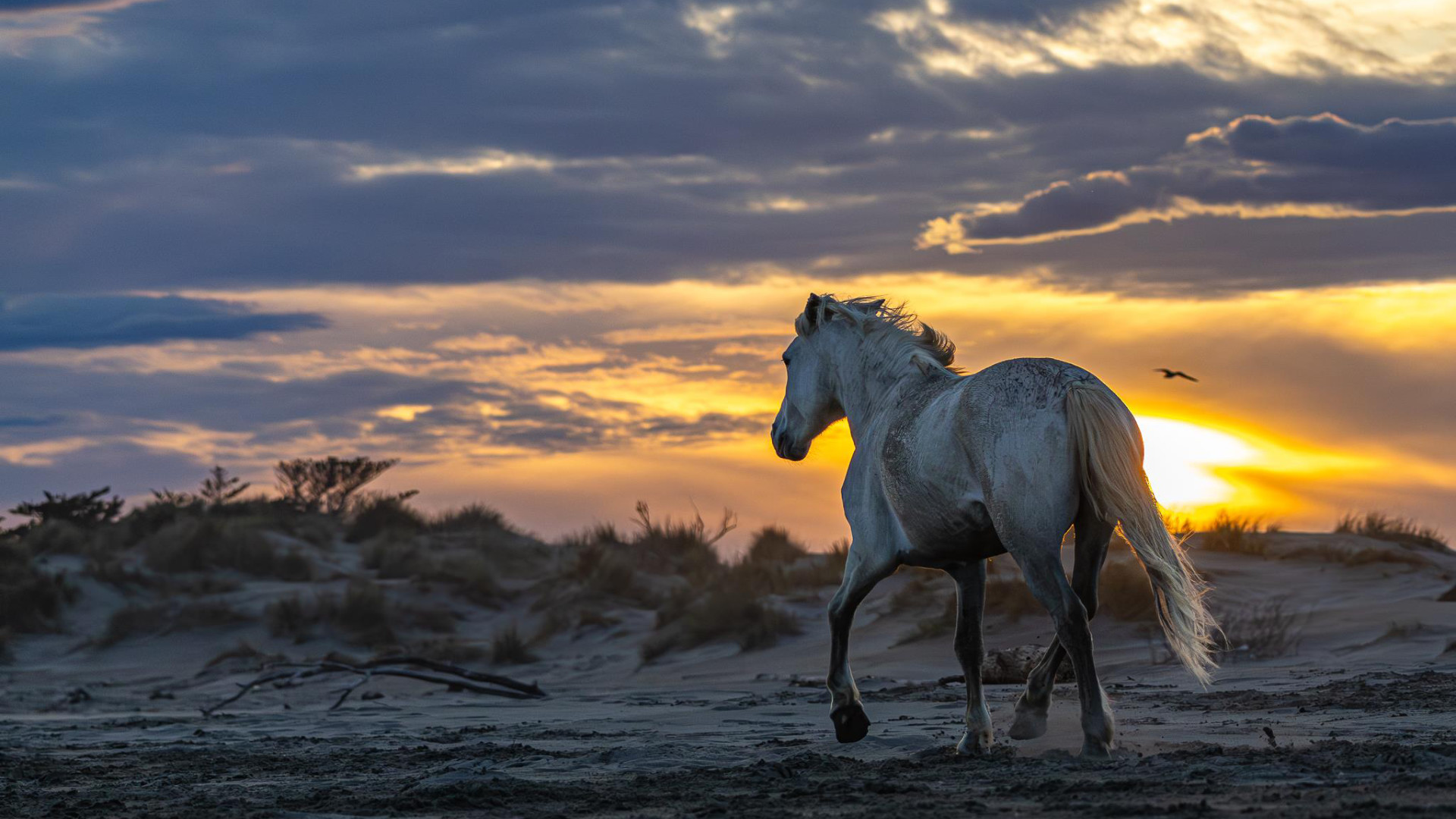 Camargue