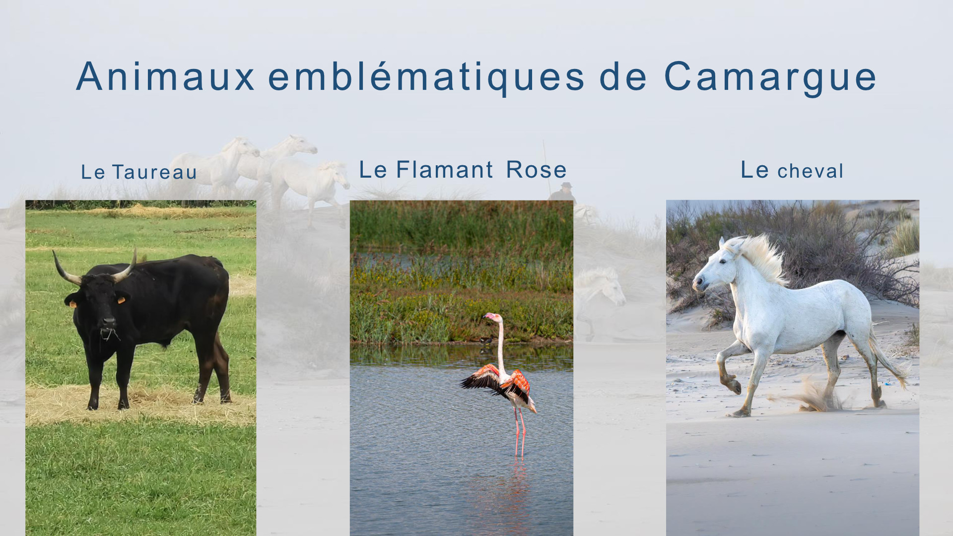 Camargue