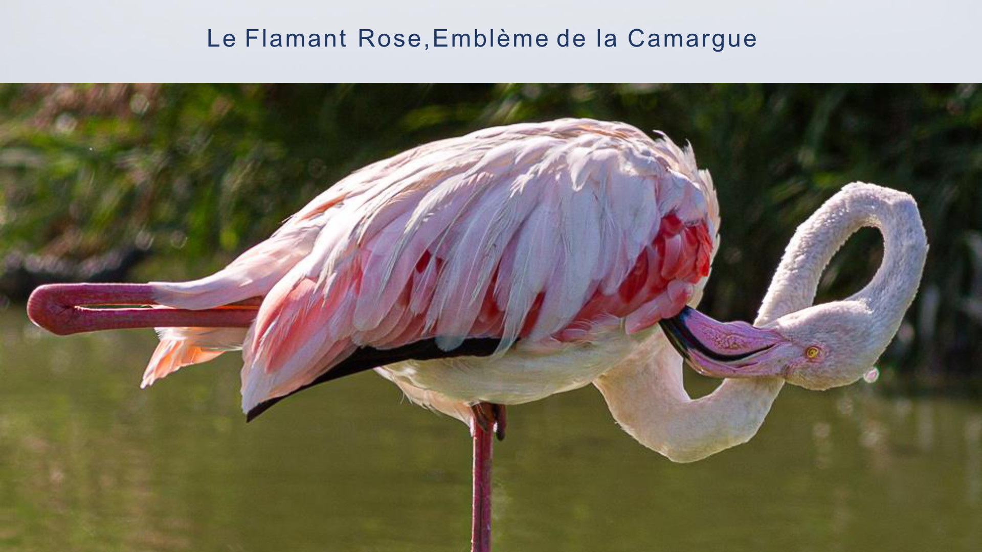 Camargue